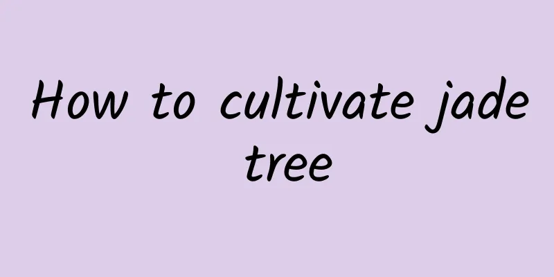 How to cultivate jade tree