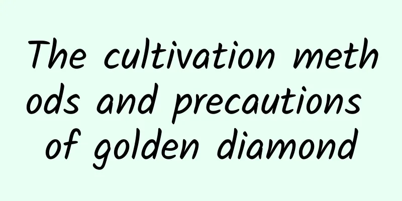 The cultivation methods and precautions of golden diamond