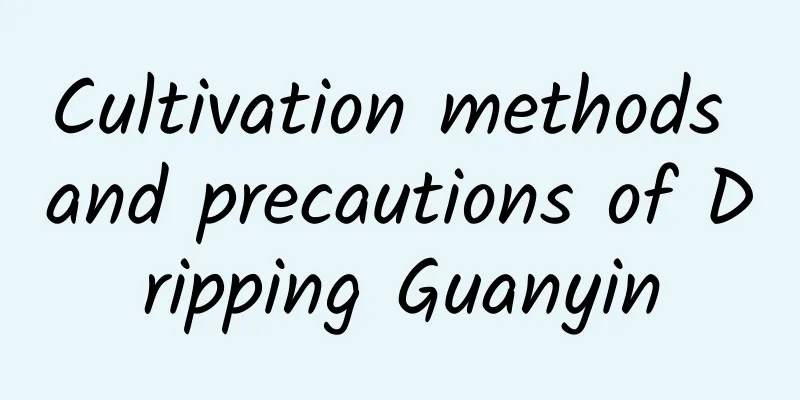 Cultivation methods and precautions of Dripping Guanyin