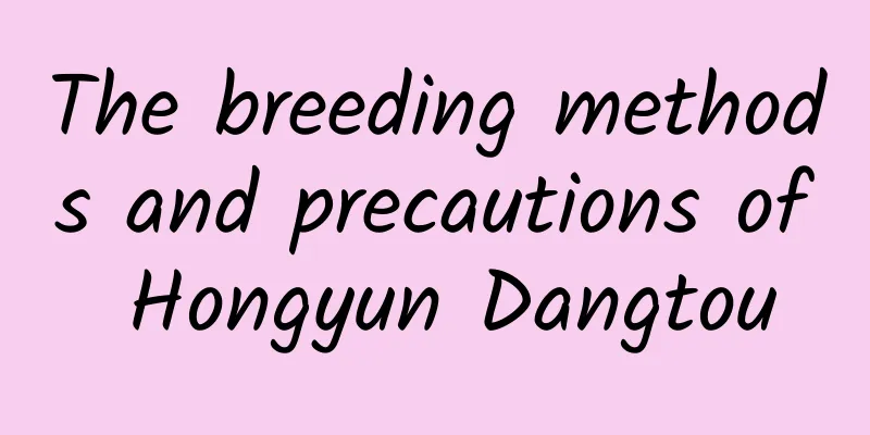 The breeding methods and precautions of Hongyun Dangtou