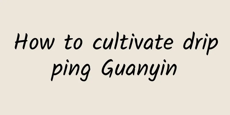 How to cultivate dripping Guanyin