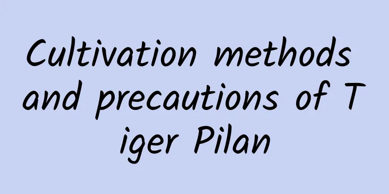 Cultivation methods and precautions of Tiger Pilan