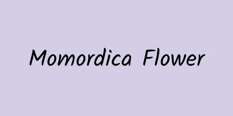 Momordica Flower