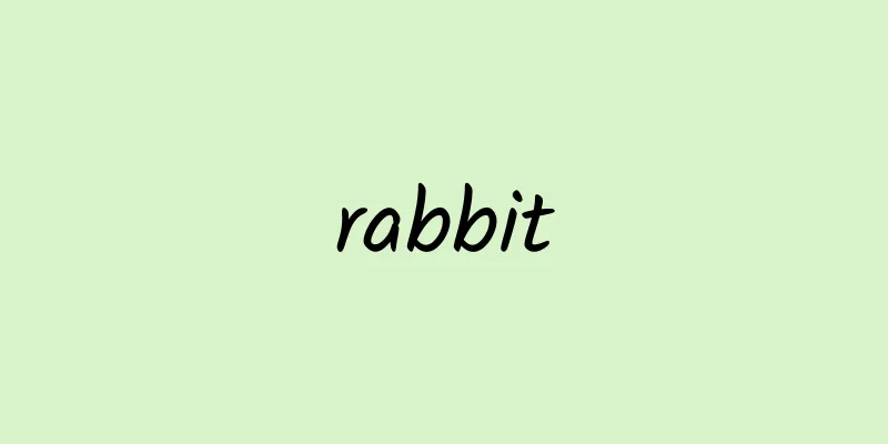 rabbit