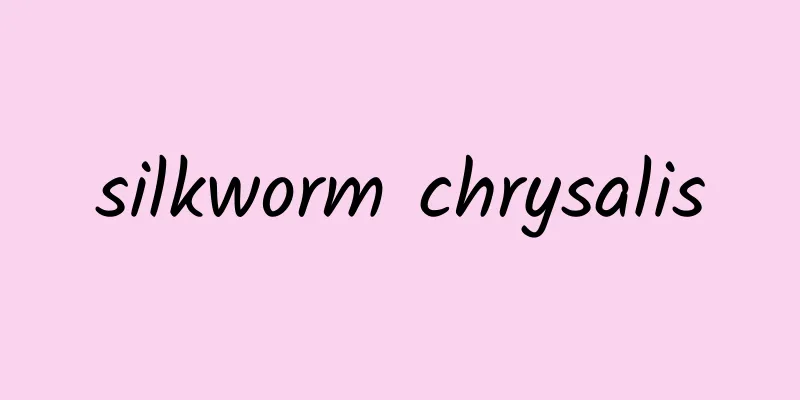 silkworm chrysalis