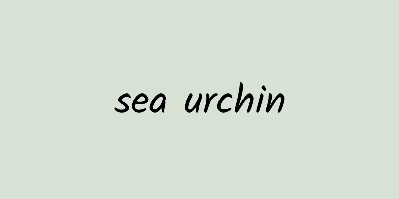 sea ​​urchin