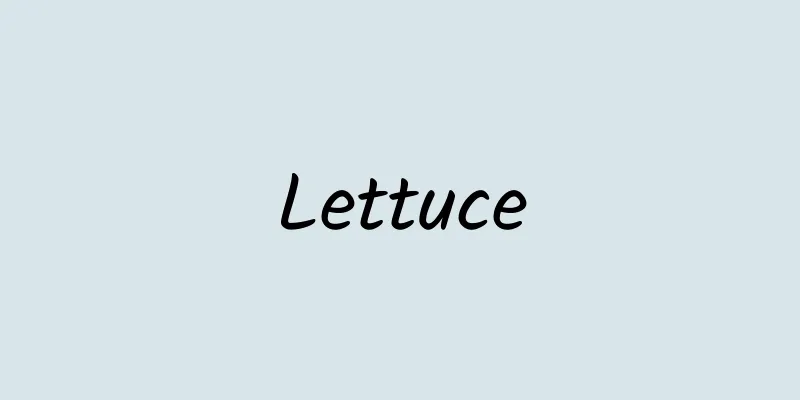 Lettuce