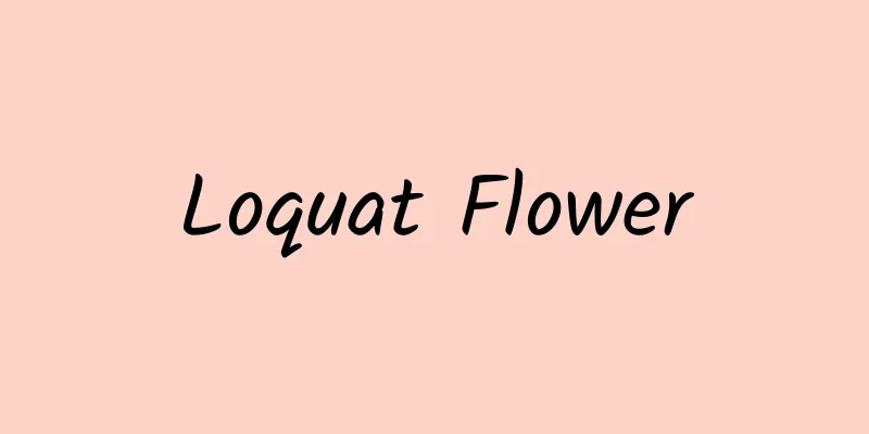 Loquat Flower