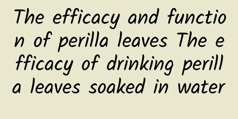 The efficacy and function of perilla leaves The efficacy of drinking perilla leaves soaked in water