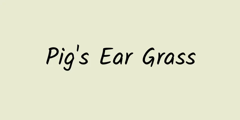 Pig's Ear Grass