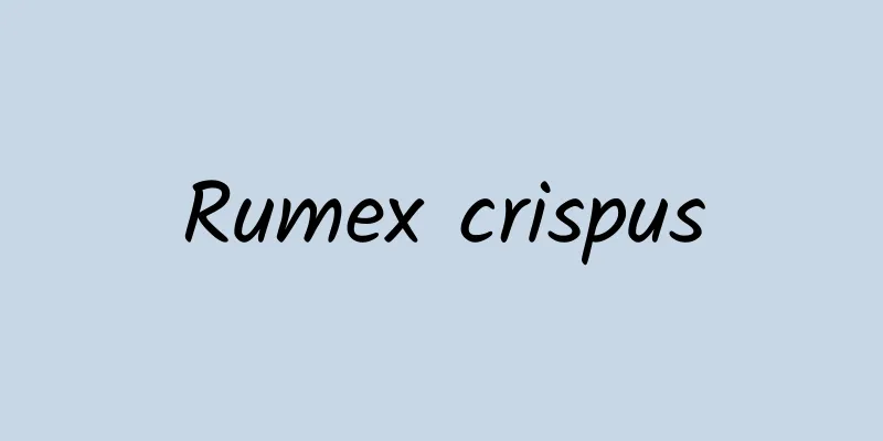 Rumex crispus