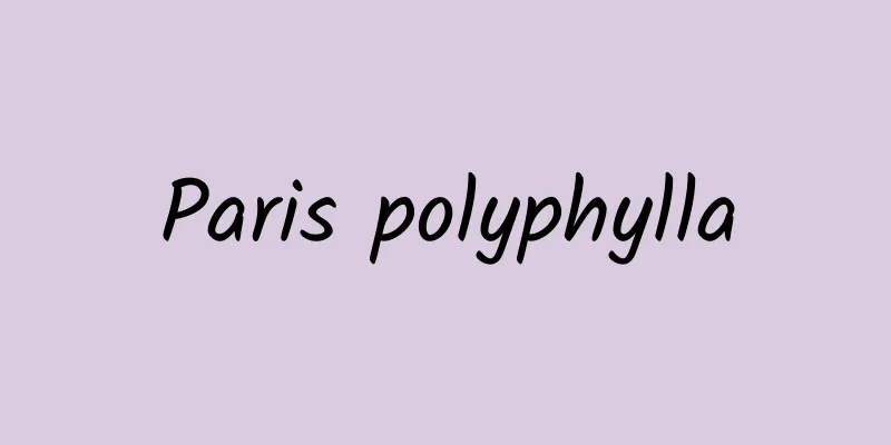 Paris polyphylla