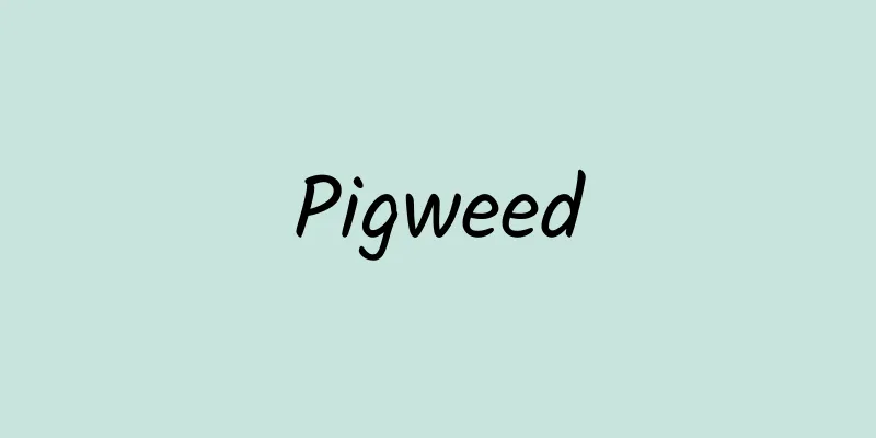 Pigweed