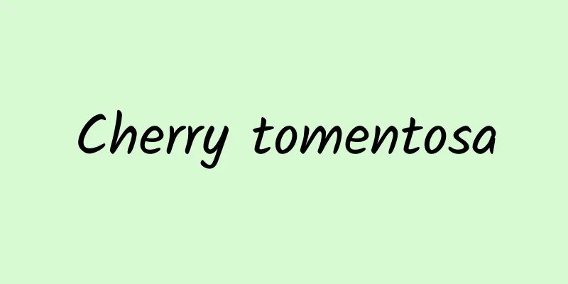 Cherry tomentosa