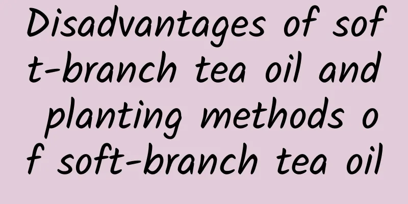 Disadvantages of soft-branch tea oil and planting methods of soft-branch tea oil