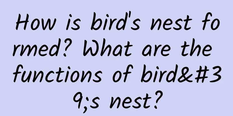 How is bird's nest formed? What are the functions of bird's nest?