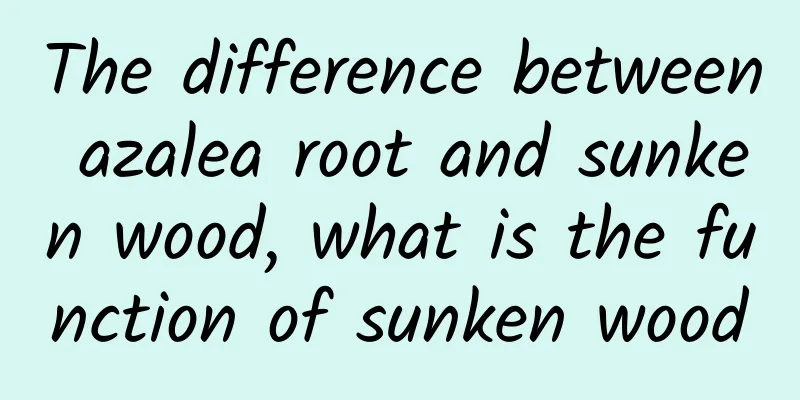 The difference between azalea root and sunken wood, what is the function of sunken wood