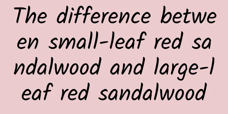 The difference between small-leaf red sandalwood and large-leaf red sandalwood