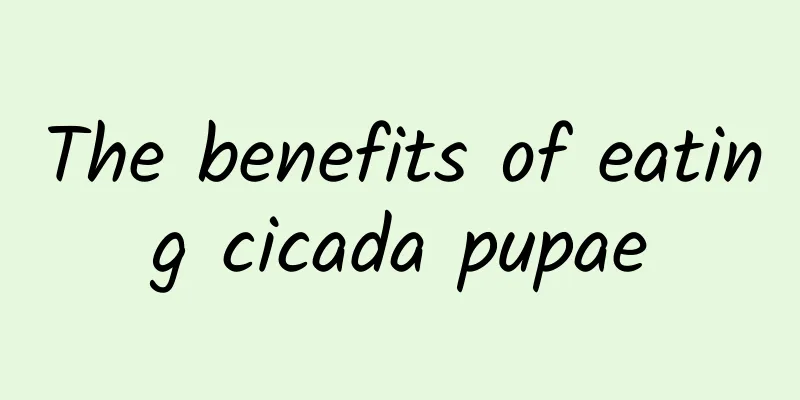 The benefits of eating cicada pupae